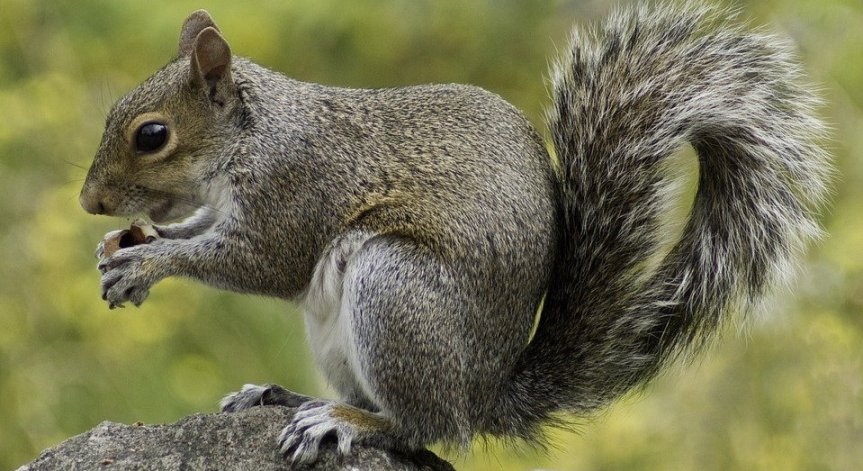 Катерица си изкарва прехрана като охранител на магазин за бижута