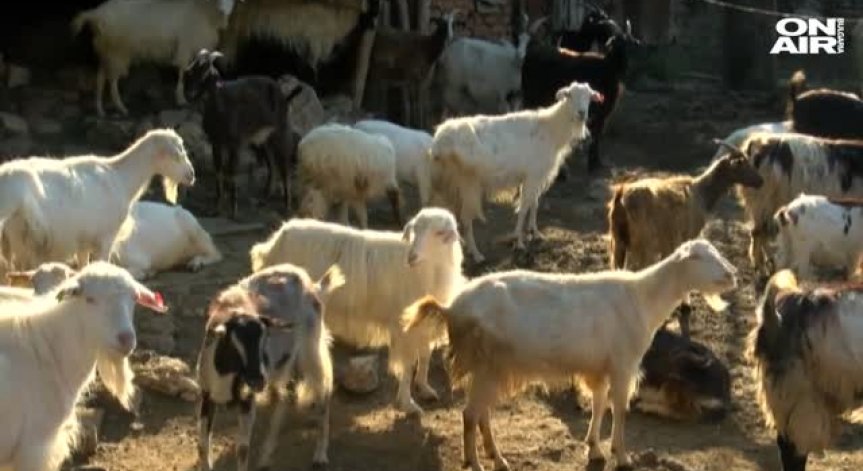 Председателски съвет в НС заради чумата по животните