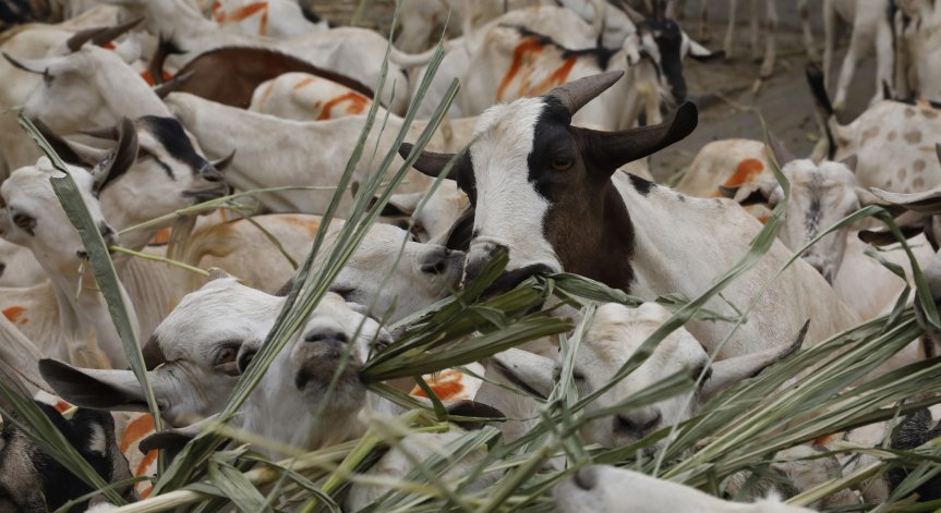 Барселона се пази от пожари с кози и овце