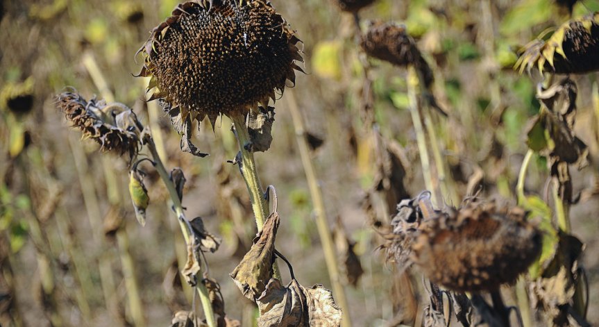 Недостиг на вода и силна суша помитат Европа, засегнати са индустрията и туризма