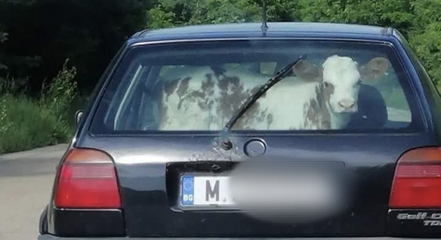 Теле на задната седалка в 