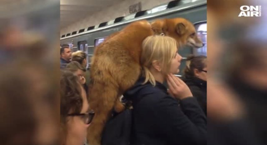Москва: Слагаш лисица около врата и се качваш на метрото