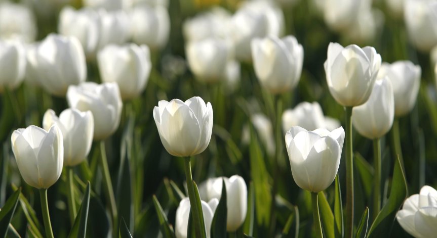 Вярва се, че билките, събрани на 20 март, имат особено силна енергия.