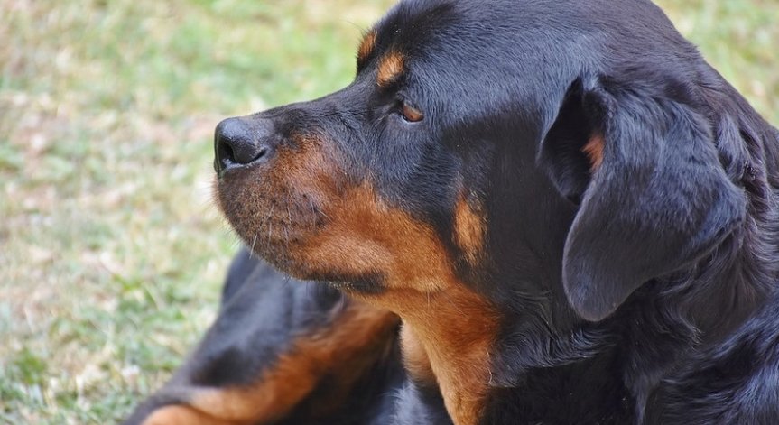 Общинари карат пенсионерка да плати фалшив документ за смъртта на куче