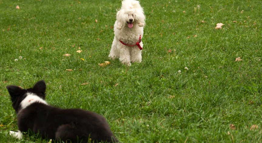 Стопани след забележка за кучето им: Дръжте си детето вързано на каишка