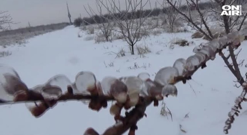 Резките амплитуди на времето съсипаха кайсиите в Силистренско