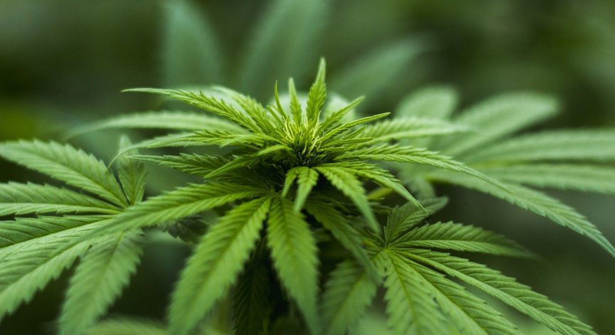 Мексико легализира марихуаната за лични нужди