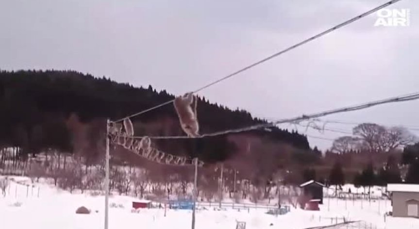 Маймуни показаха завидни акробатични умения по ходене на въже