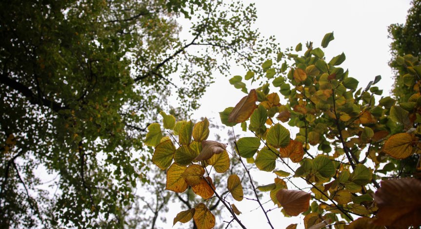 Жълт код за опасен вятър в петък, идват и гръмотевици