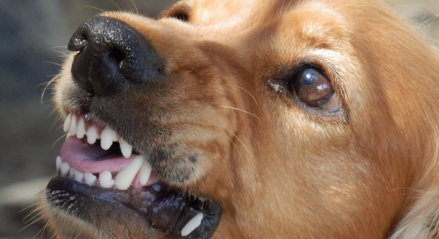 Проучване твърди: Със затоплянето на климата се увеличават ухапванията от кучета