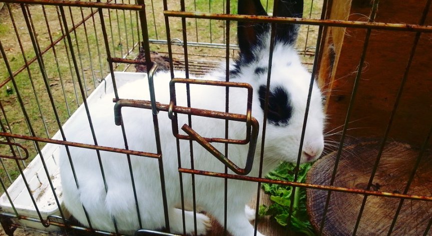 ЕK предлага поетапно отпадане на отглеждането на животни в клетки