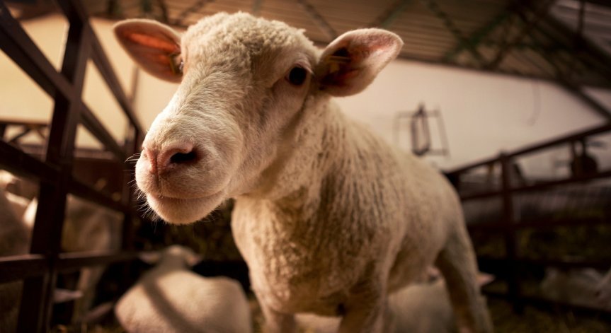 Агенцията сформира експертен съвет.