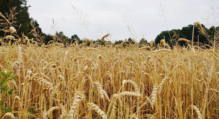 Сушата и жегата продължиха да увреждат пшеницата - предстои ли поскъпване?