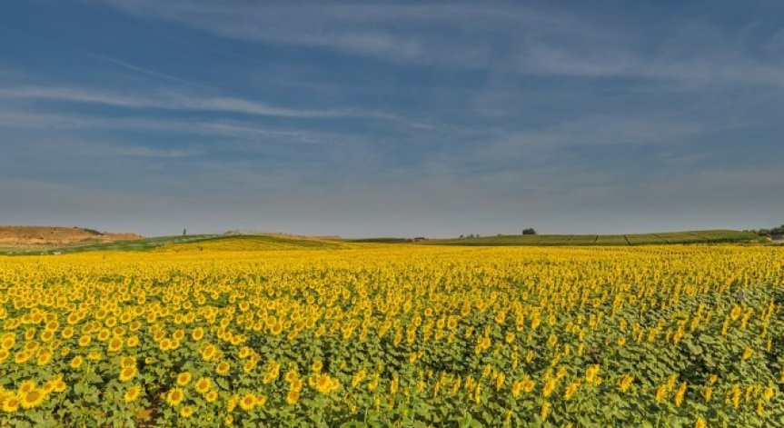 Изнасяме земеделски продукти за близо 5 млрд. евро годишно