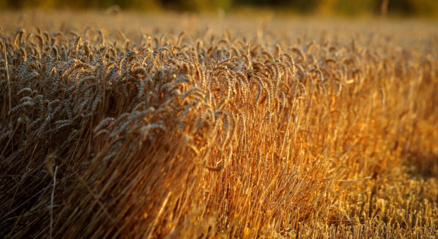 Словакия също спира временно вноса на украинско зърно