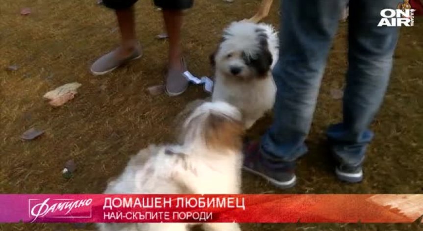 Какво е да имаш фараоново куче и бенгалска котка?