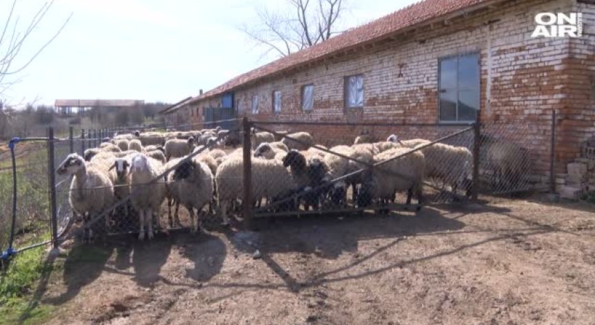 7 дни преди Великден цената на агнешкото скочи