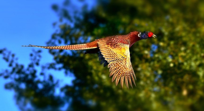 Вместо фазан, 73-годишен ловджия отстреля себе си