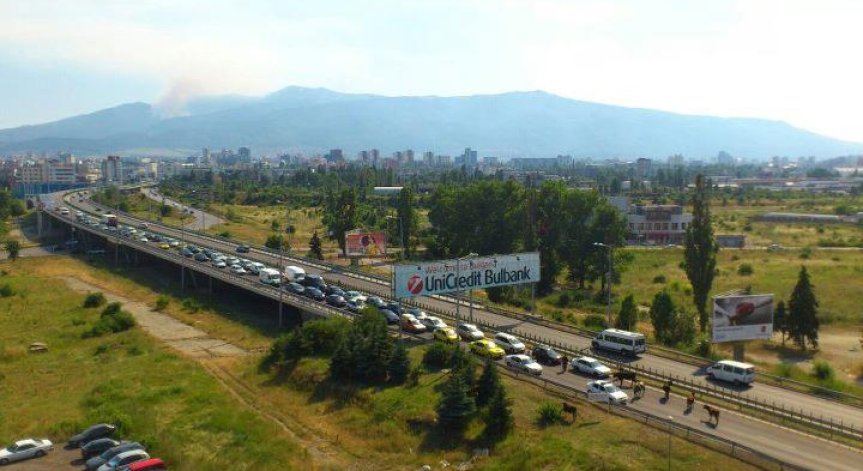 Крави блокираха пътя към летището