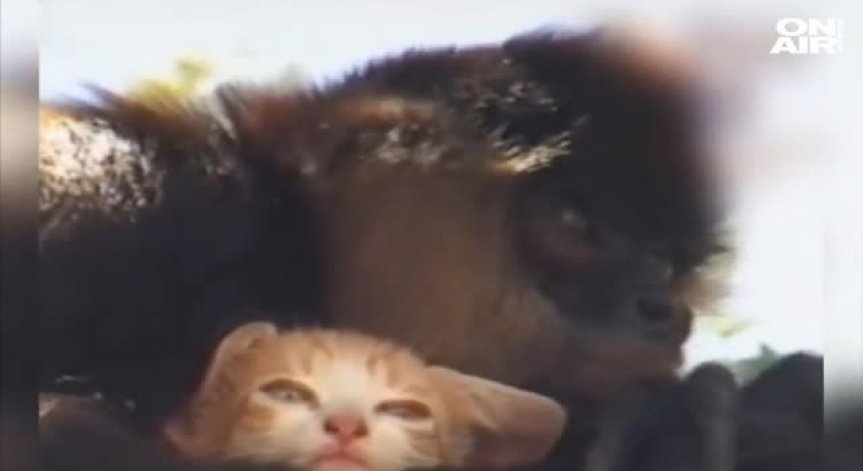 Грижовните родители