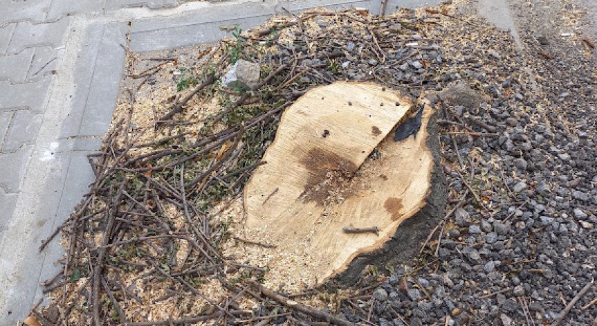 Helpbook: Законно ли се секат дървета в София?