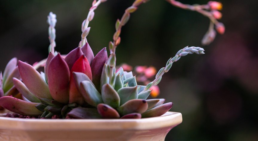 Учени от БАН изучават лечението на човешки коронавируси с каменен лотос