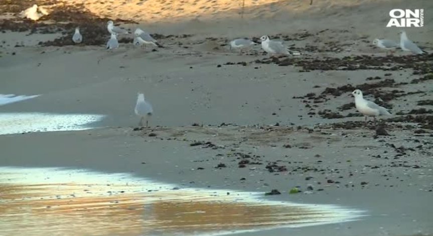 Продължава измирането на делфини по Черноморието ни