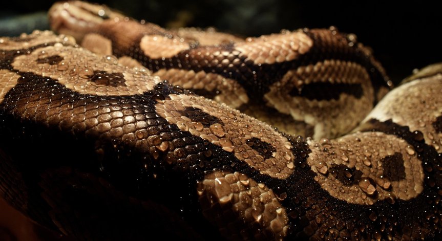 Питон с дължината на малък автомобил захапа и бутна в басейн 5-годишно момче в Австралия