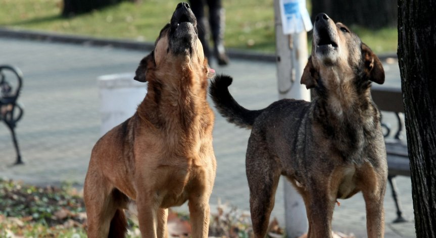 В Helpbook зачестяват сигналите за бездомни, агресивни кучета