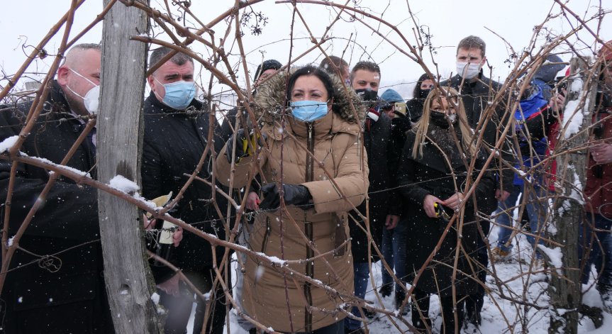 Танева: Лозаро-винарският сектор беше подпомогнат с 60 млн. лв. през 2020 г.