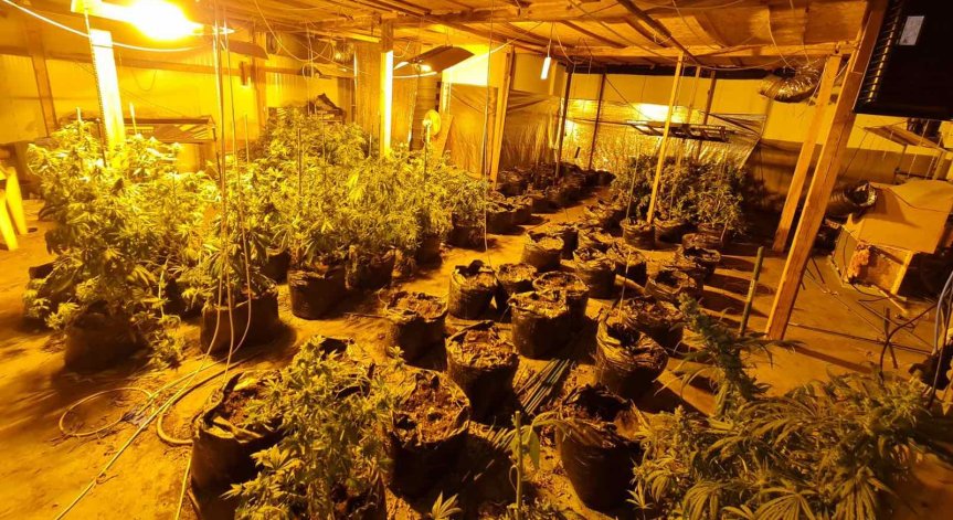 Неутрализираха високотехнологична оранжерия за канабис