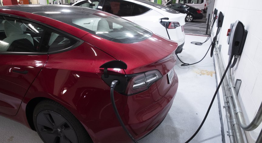 Нов проблем пред Tesla - коли са нападнати от плъхове