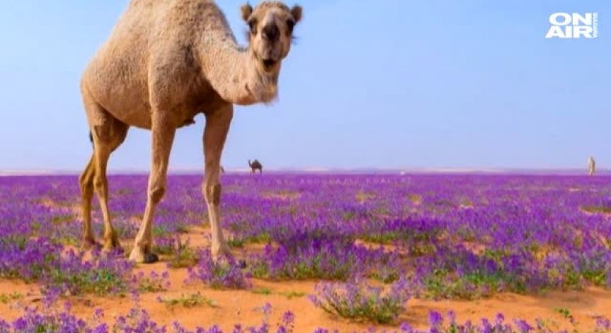 Пустинята край Саудитска Арабия разцъфтя