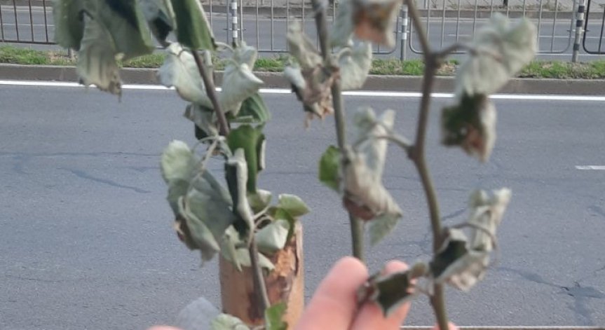 Защо новозасадени фиданки в София съхнат?
