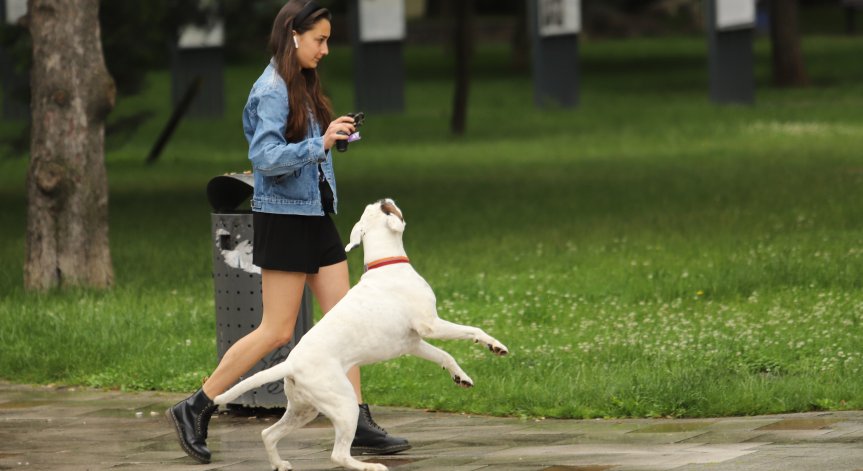 Улици и зелени площи в Германия се превърнаха в кучешки тоалетни, кмет иска ДНК тестове