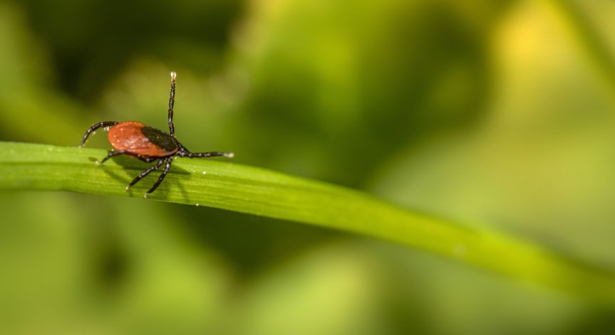 Как да се предпазим от кърлежи?