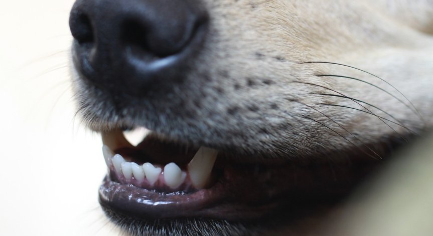 Куче нахапа 45-годишна жена в парк в Кърджали, откараха я в Спешното