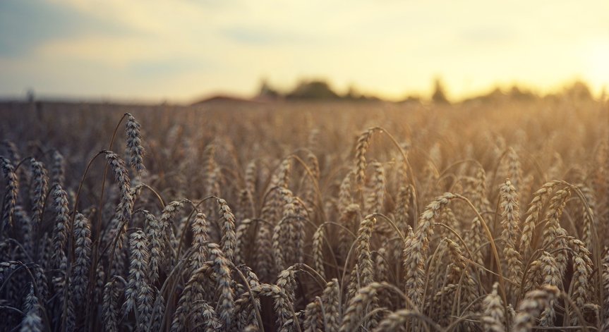 РСМ забранява износа на дърва, пелети, жито и брашно, маха митата за внос на олио