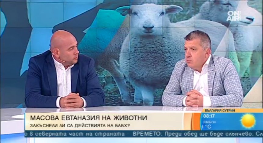 За чумата няма лек, а се бори само с евтаназия: Последното стадо в с. Шарково няма да оцелее