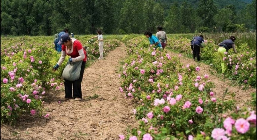 Еднодневните договори плашат работниците, смятат земеделците