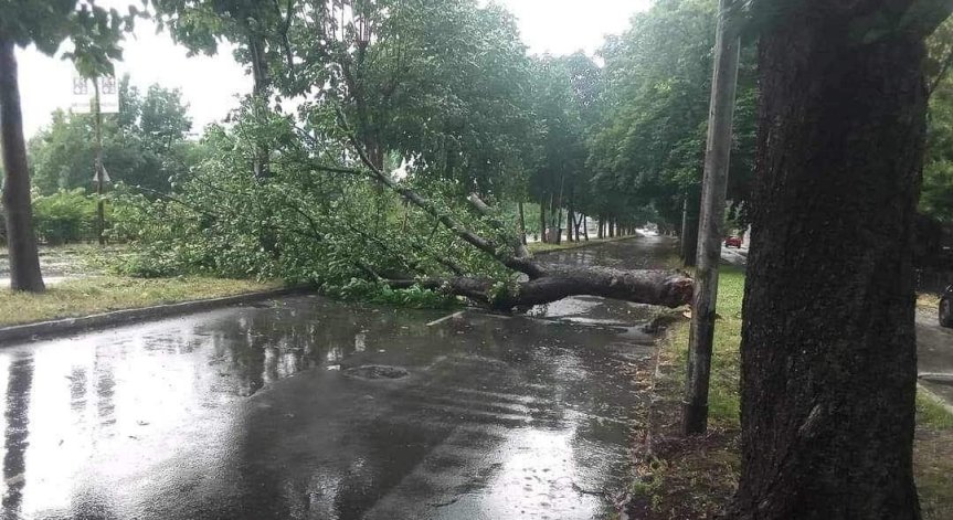 Буря удари Кюстендил, събори големи дървета