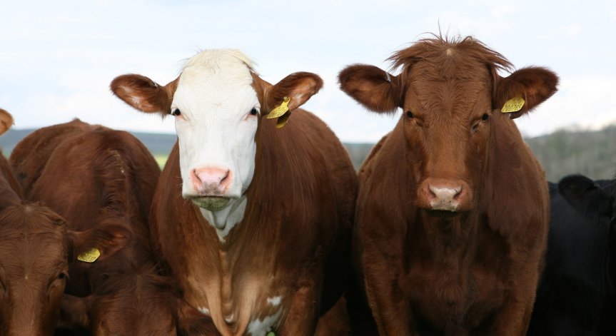 29 крави умряха след водопой от замърсената Марица