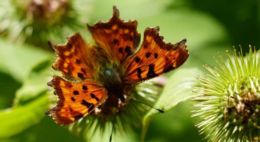 Вълнението на морето ще бъде 2-3 бала.