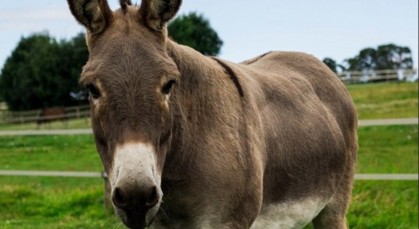 Сиромах продаде магаренцето си, за да плати глоба