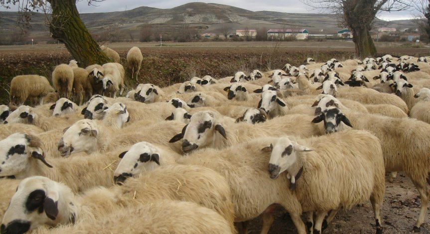 Били са умъртвени 143 овце.