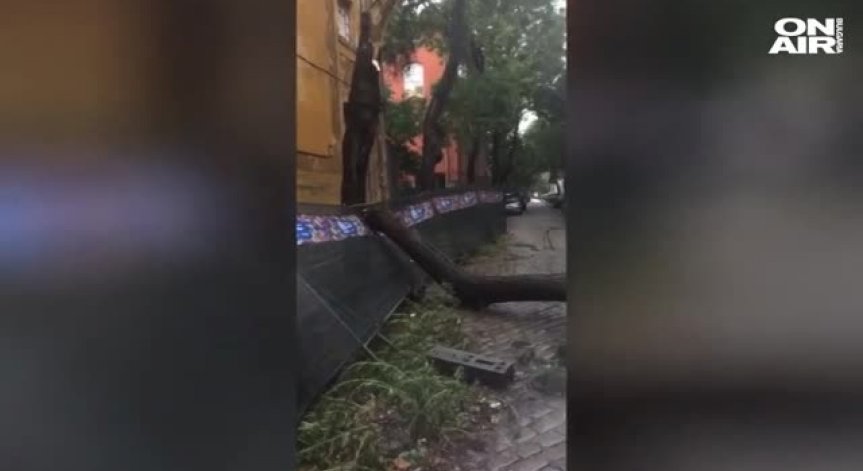 Дърво падна върху кола в центъра на Пловдив (Видео)