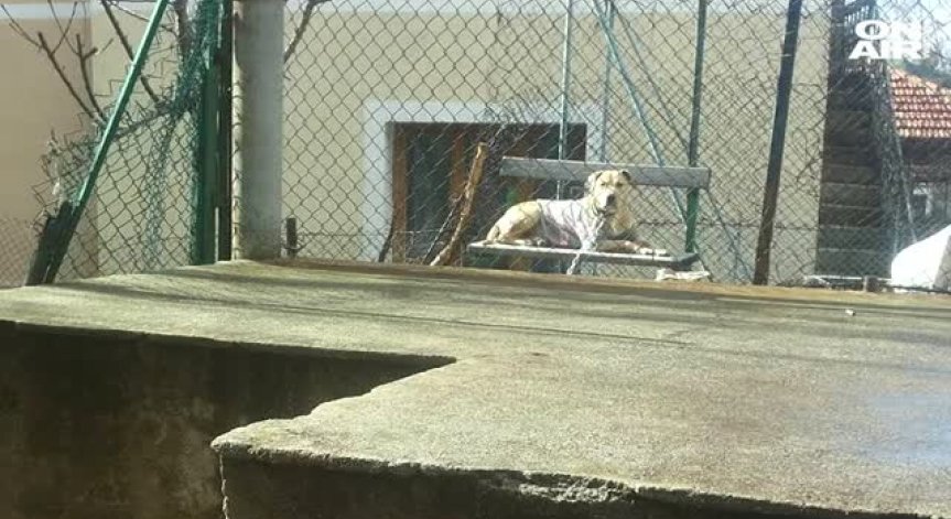 Питбул нападна 4-годишно дете и баба му в Дупница