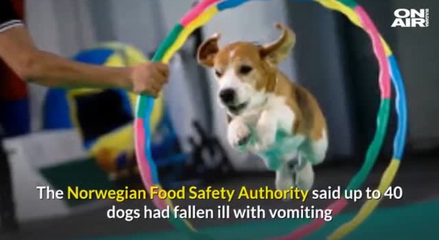 Десетки кучета умират мистериозно в Норвегия