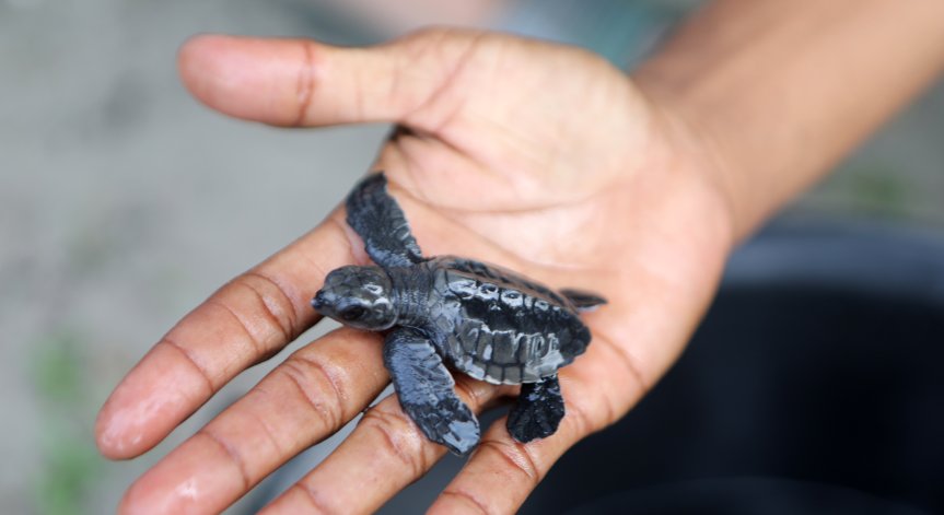 Конфискуваха 4000 живи амазонски костенурки на летище в Перу