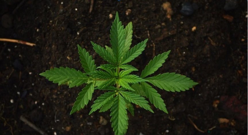 Полицаи откриха марихуана в парник за зеленчуци на 76-годишна жена